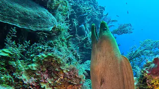 Underwater photograph by Joel Bergsma
