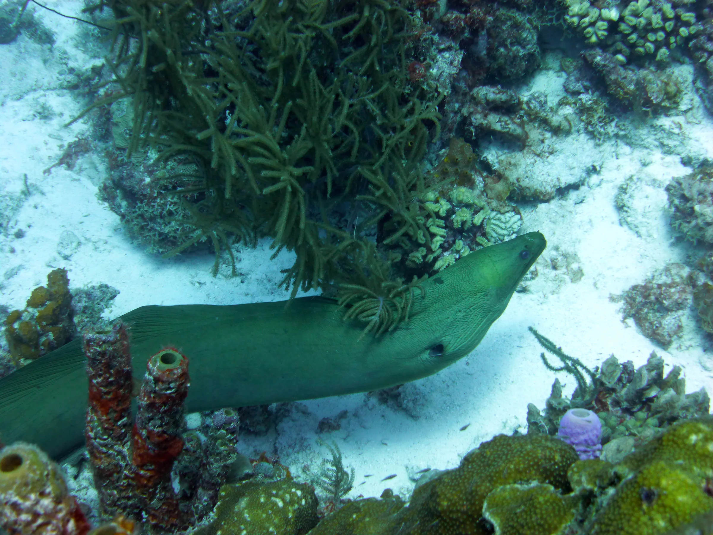 Green Moray Eel, Bonaire, 2013