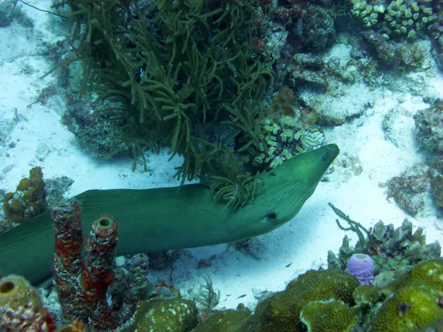 Underwater photograph by Joel Bergsma