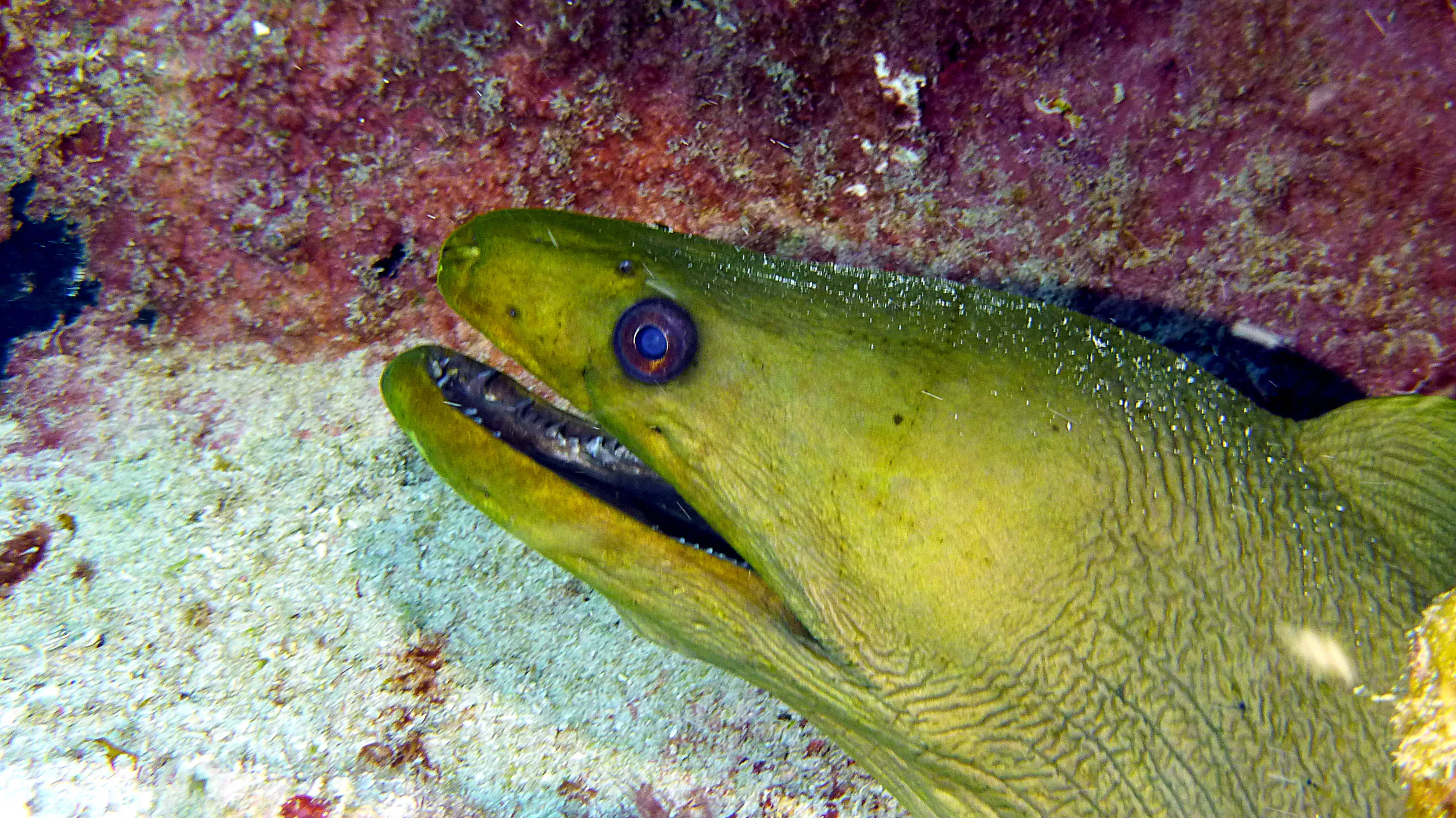 Green Moray Eel, Belize, 2017