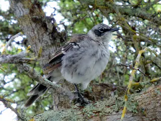 Galapagos Mockingbird