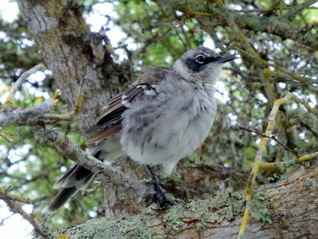 Galapagos Mockingbird