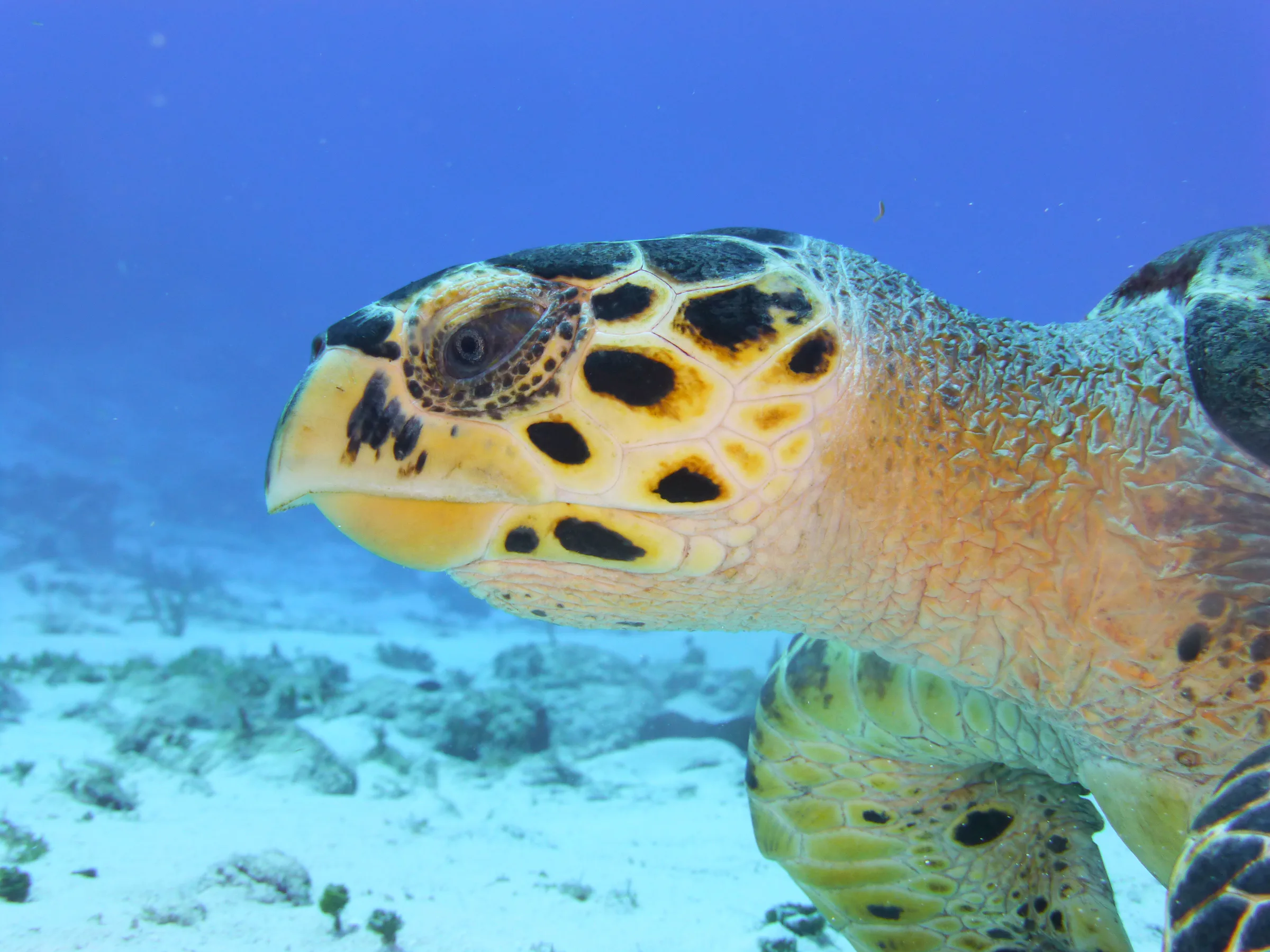 Hawksbill Turtle, Cozumel, 2014