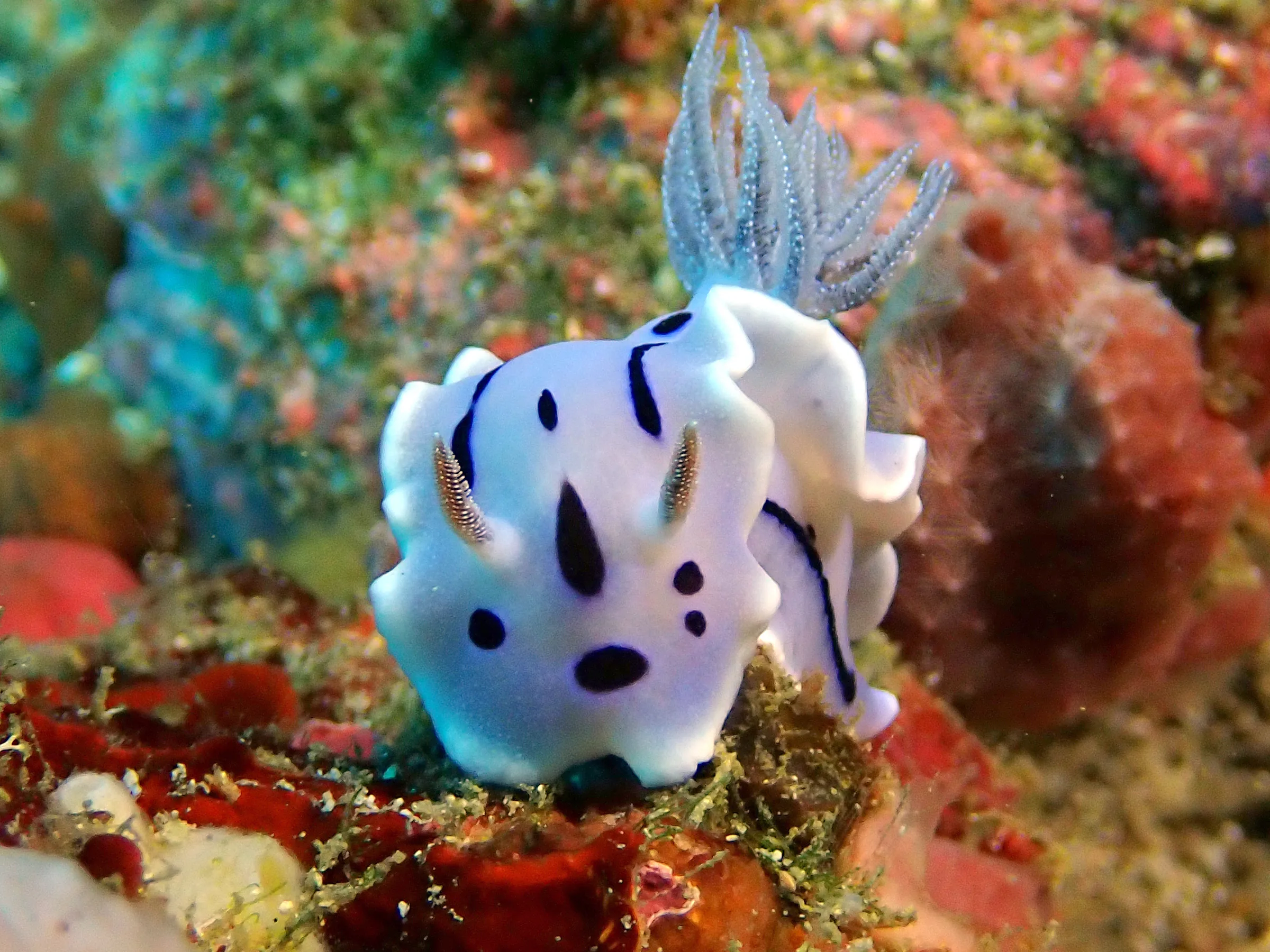 Philippines underwater photograph, 2024