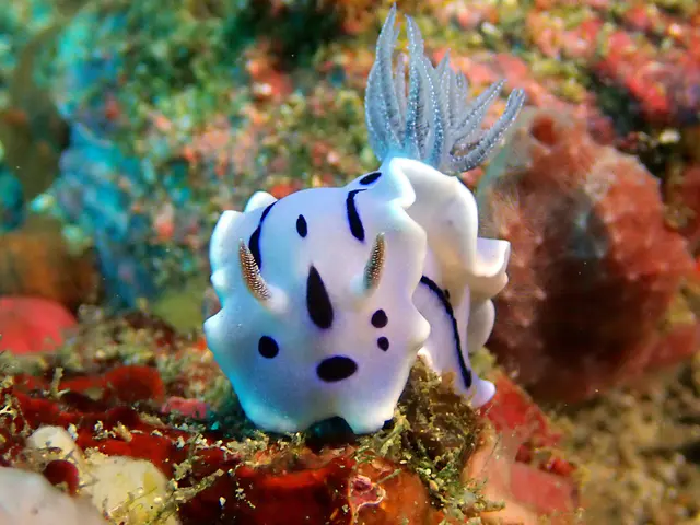 Underwater photograph by Joel Bergsma