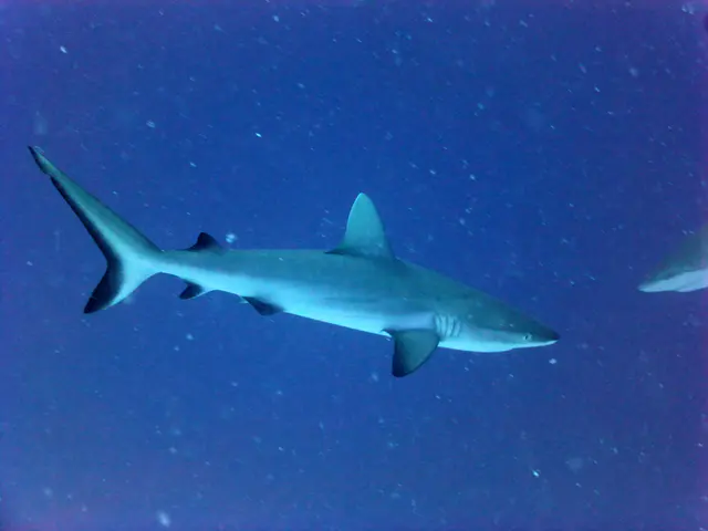 Underwater photograph by Joel Bergsma