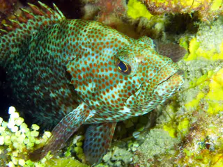 Underwater photograph by Joel Bergsma