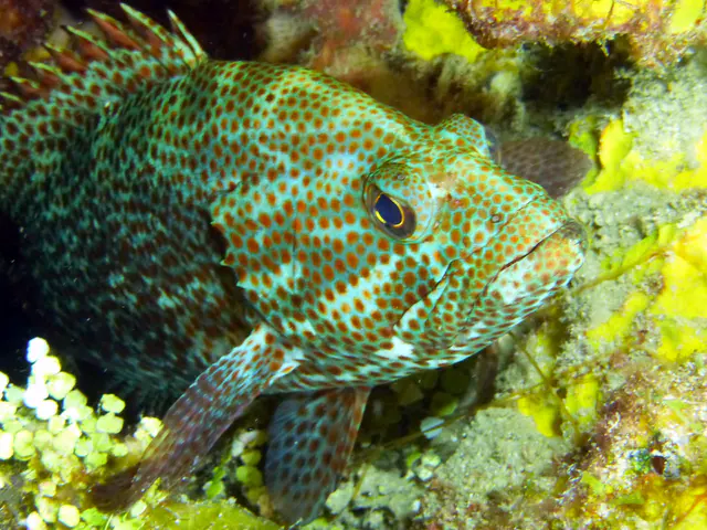 Underwater photograph by Joel Bergsma