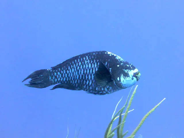 Underwater photograph by Joel Bergsma