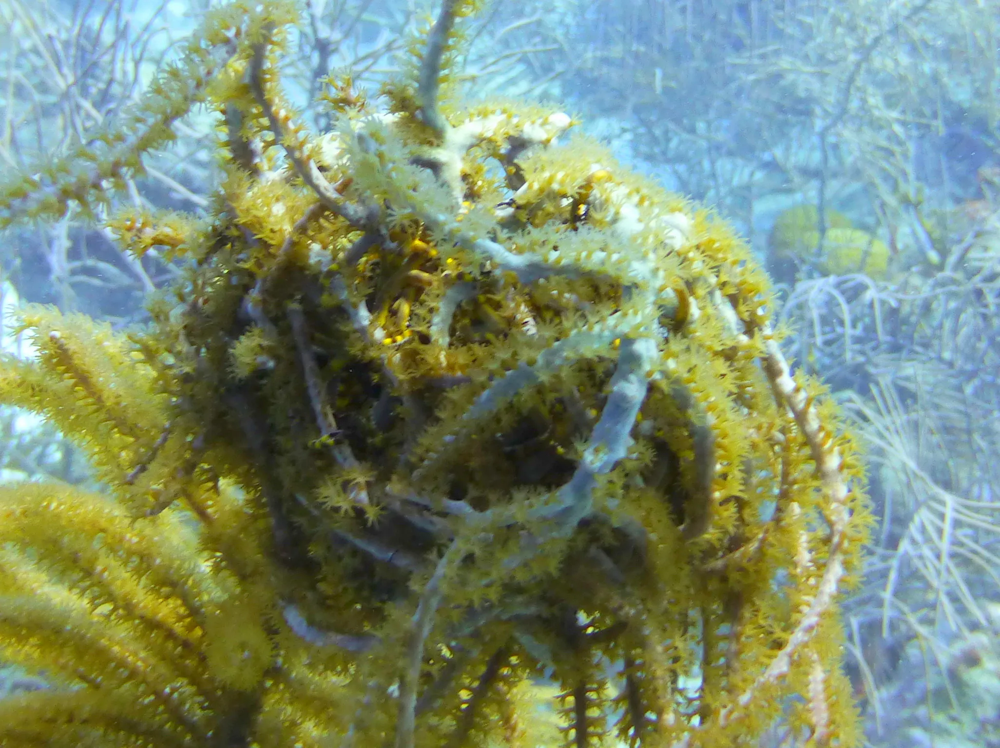 Worm, Bonaire, 2013