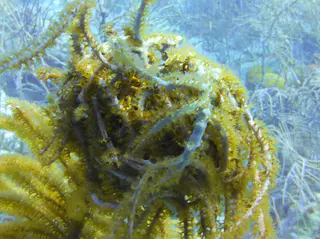 Underwater photograph by Joel Bergsma