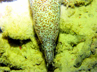 Underwater photograph by Joel Bergsma