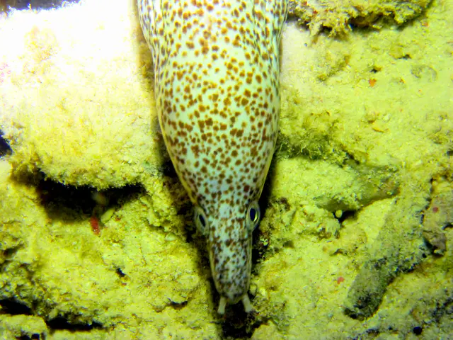 Underwater photograph by Joel Bergsma