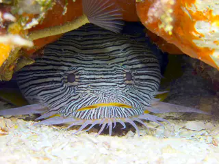 Underwater photograph by Joel Bergsma