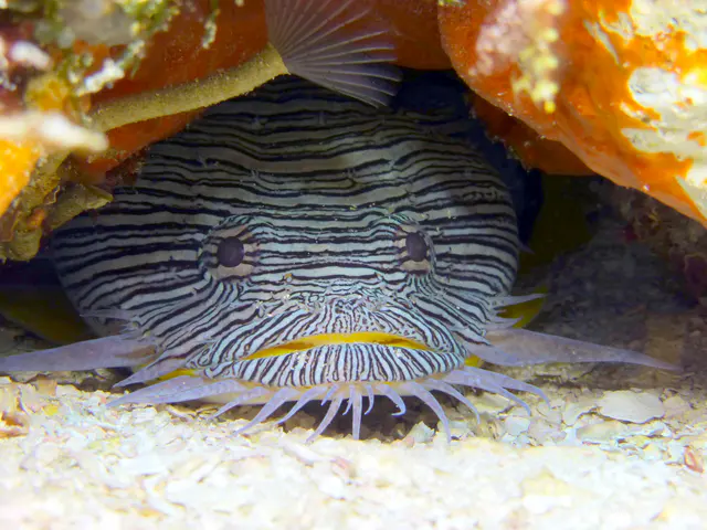 Underwater photograph by Joel Bergsma