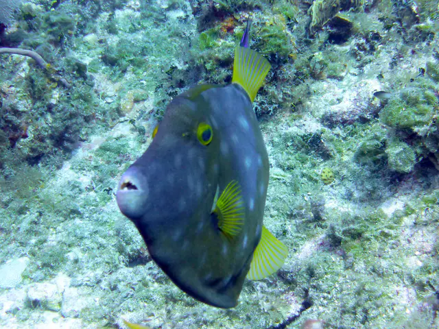 Underwater photograph by Joel Bergsma