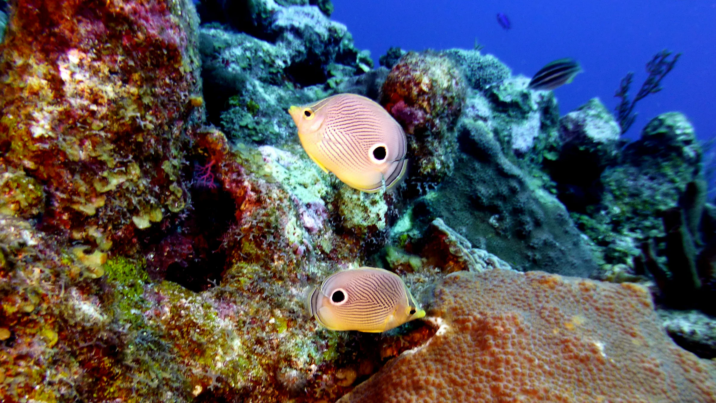 Spotfin Butterflyfish, Belize, 2017