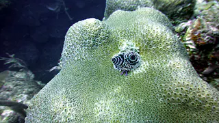 Underwater photograph by Joel Bergsma