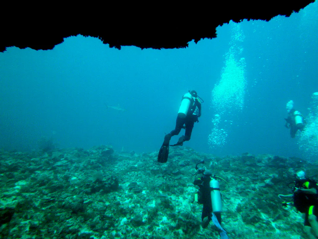 A shark patrols in the distance, as we pass under the Coral Bridge.