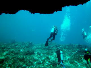 A shark patrols in the distance, as we pass under the Coral Bridge.