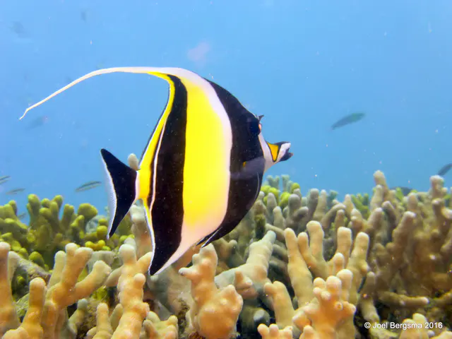 Underwater photograph by Joel Bergsma