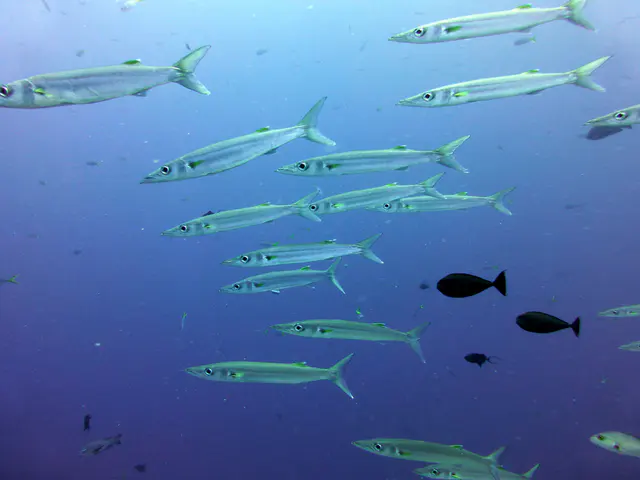 Underwater photograph by Joel Bergsma
