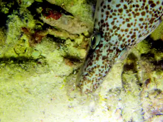 Underwater photograph by Joel Bergsma