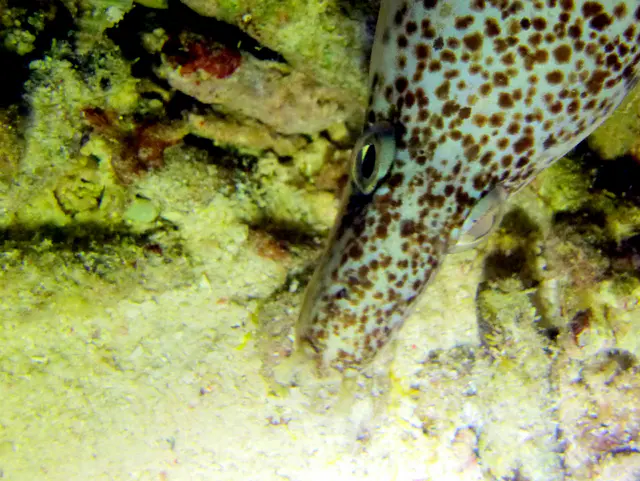 Underwater photograph by Joel Bergsma