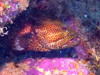 Underwater photograph by Joel Bergsma