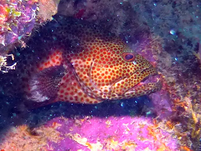 Underwater photograph by Joel Bergsma