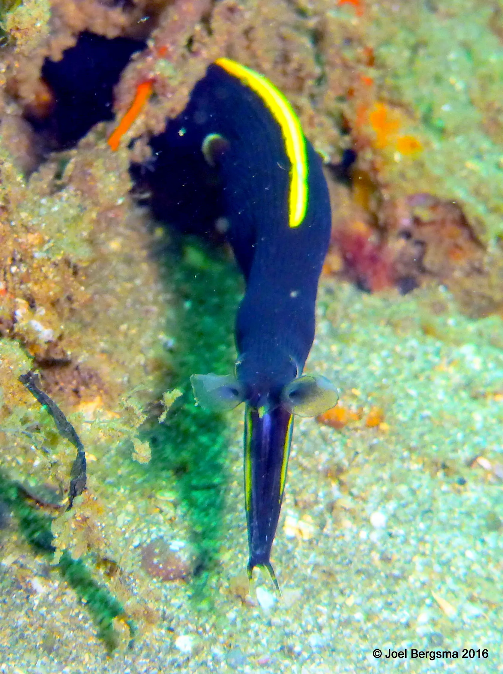 Ribbon Eel, Komodo, 2016