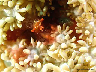 Underwater photograph by Joel Bergsma