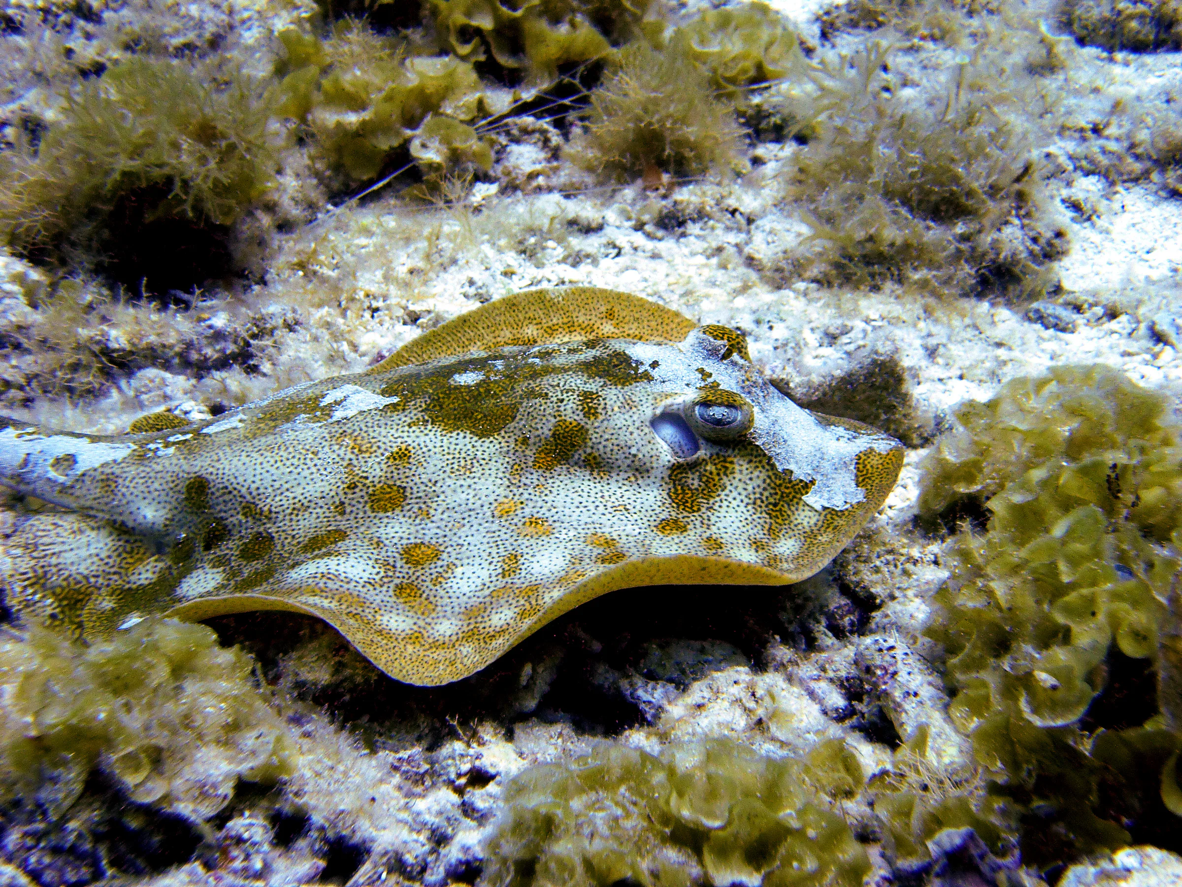 Yellow Stingray