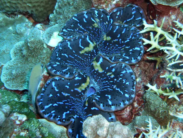 Blue clam living with antler coral on the right.
