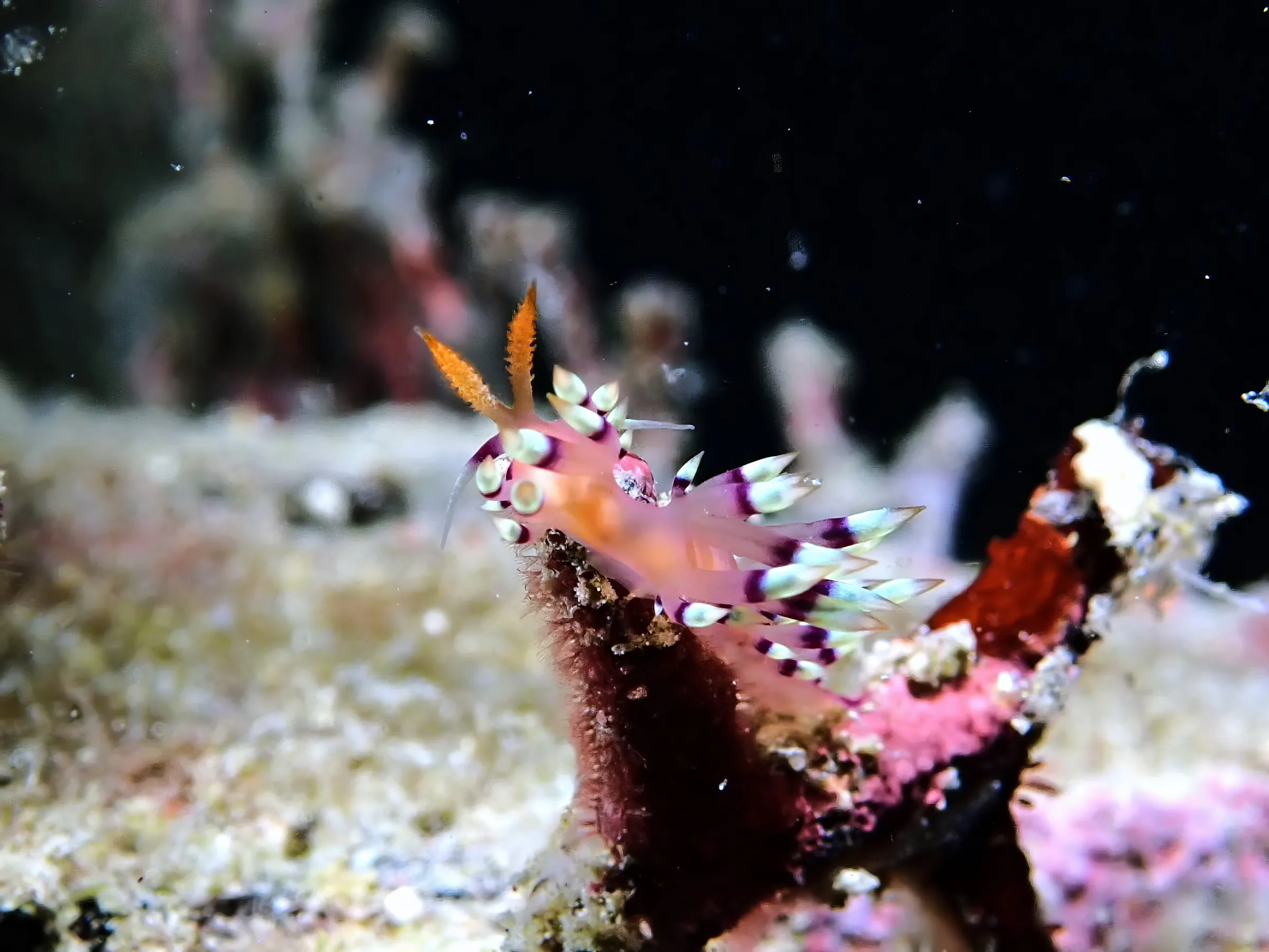 Sipadan, Mabul and Kapalai underwater photograph, 2023