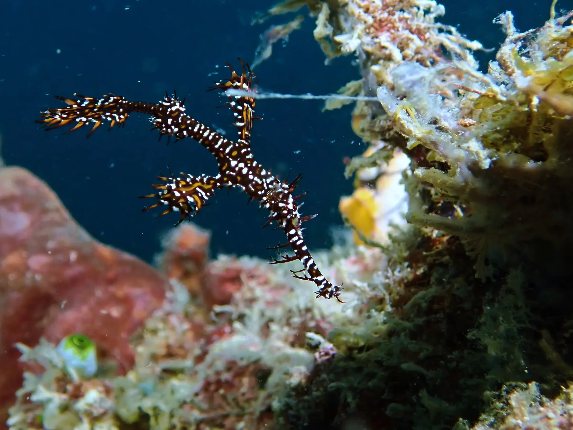 Sipadan, Mabul and Kapalai underwater photograph, 2023