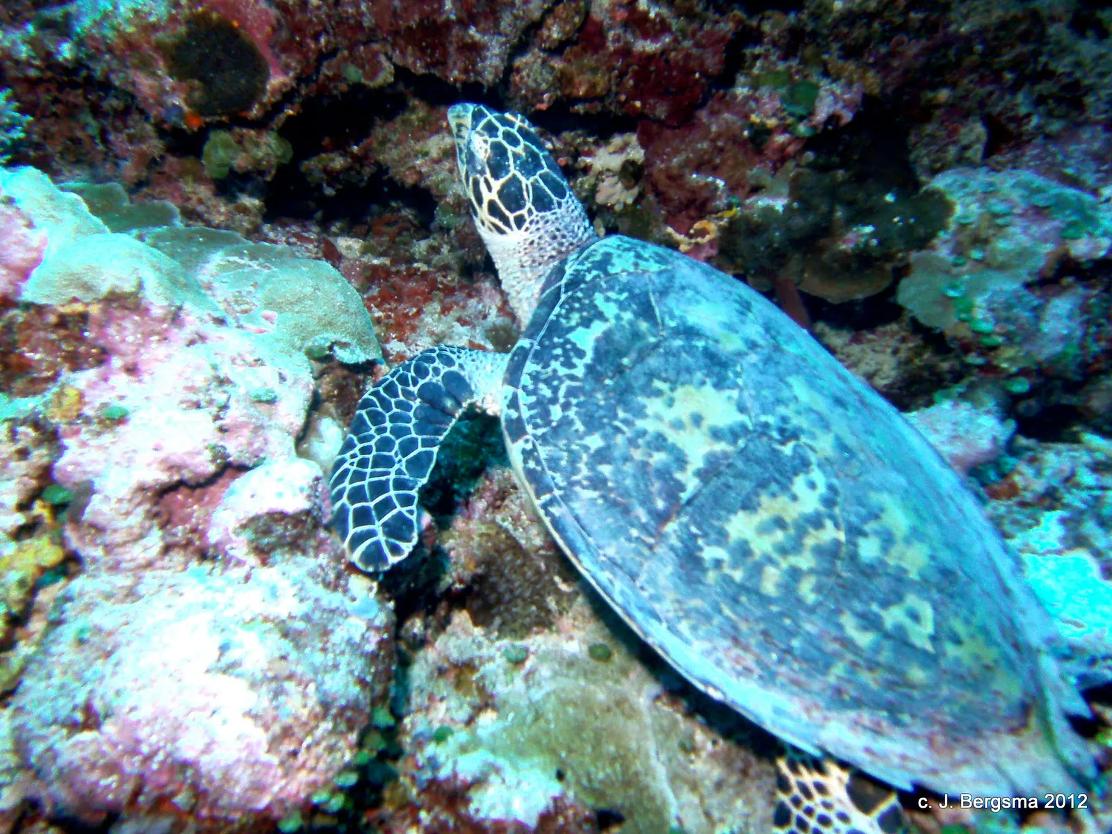 2012-02-05 Dives (51).JPG