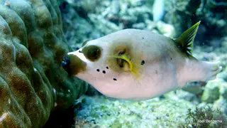Underwater photograph by Joel Bergsma