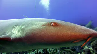 Underwater photograph by Joel Bergsma