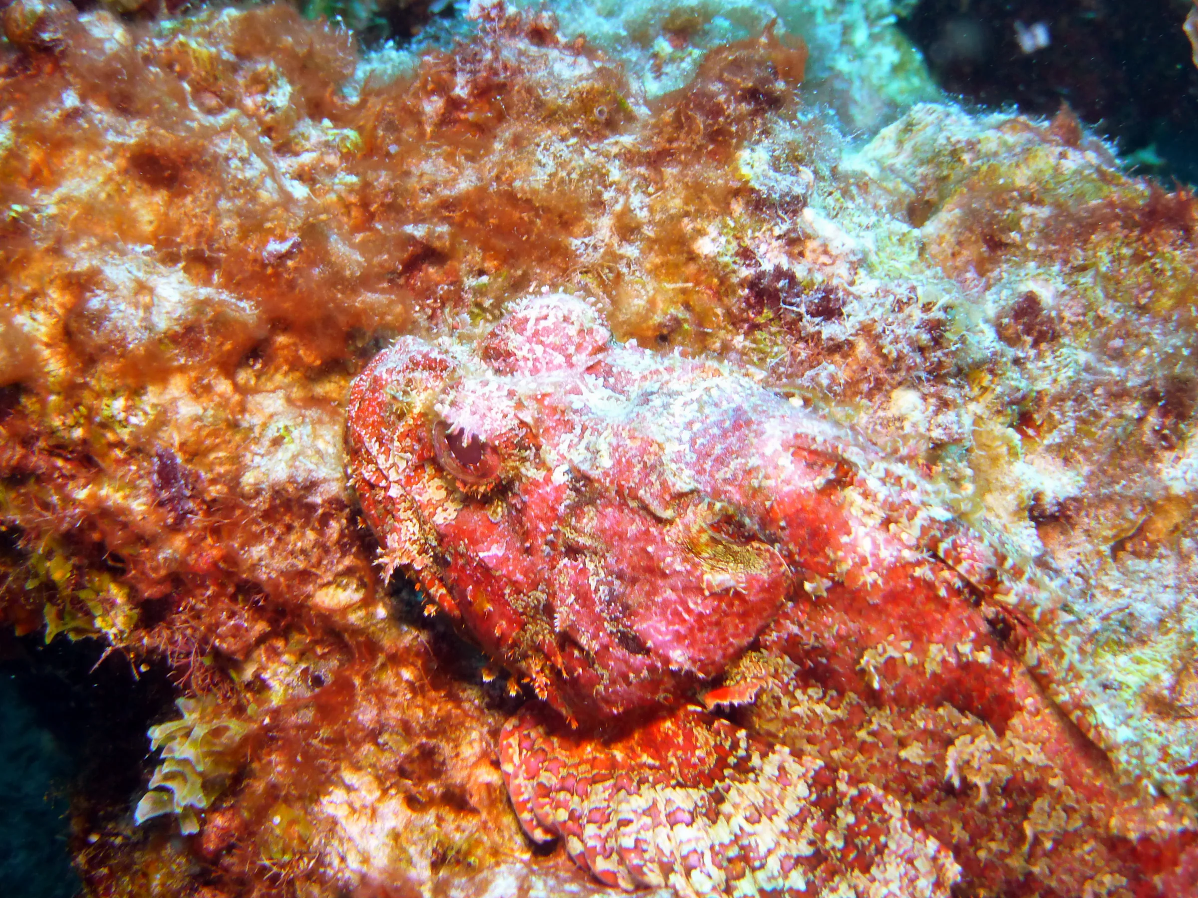 Scorpionfish, Bonaire, 2013