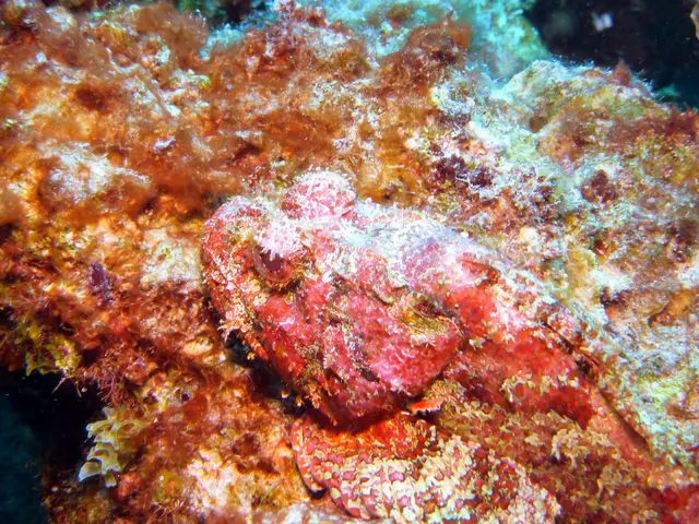Underwater photograph by Joel Bergsma