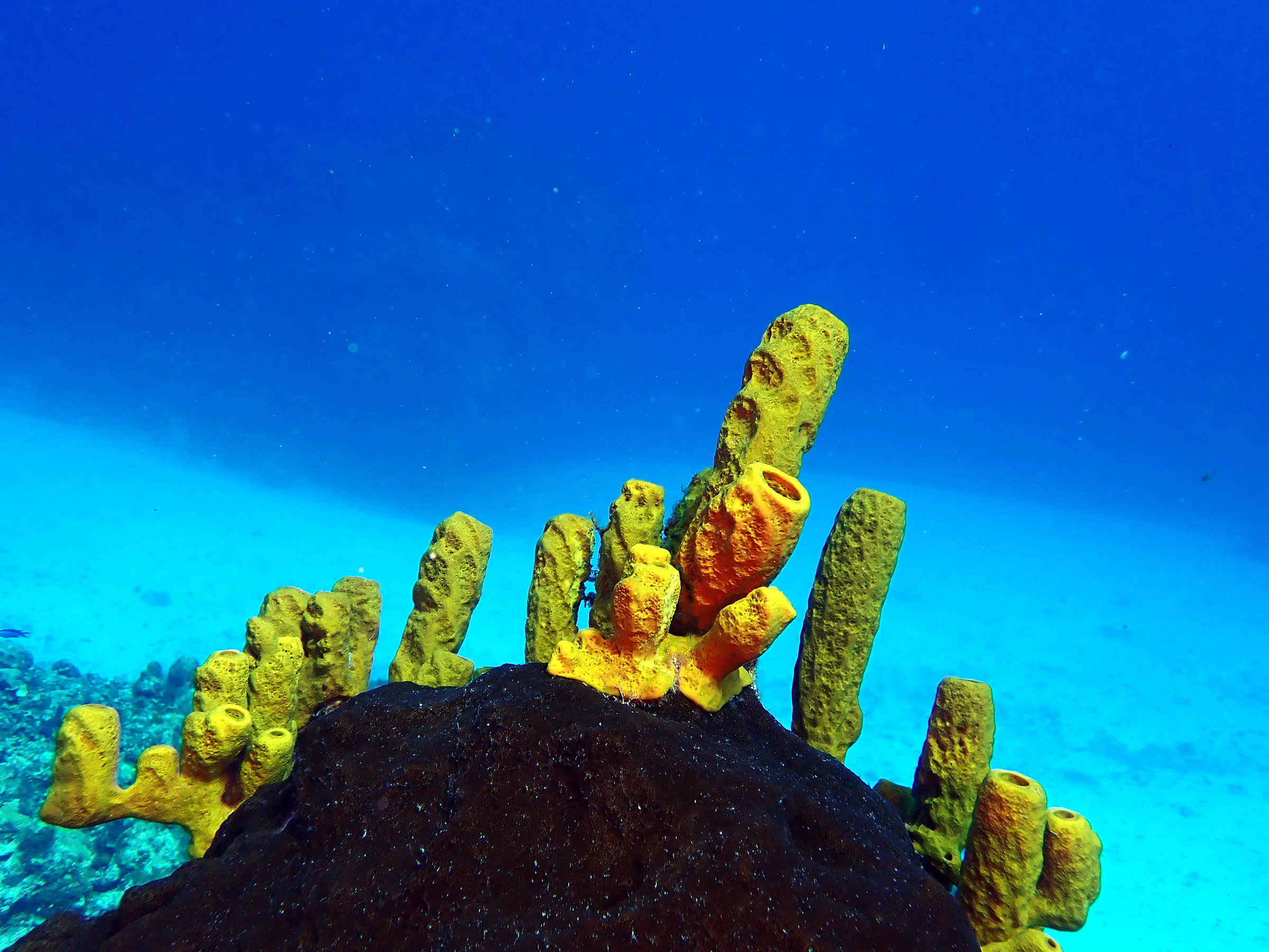 Cozumel underwater photograph, 2023