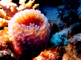 Underwater photograph by Joel Bergsma