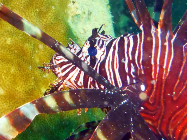 Underwater photograph by Joel Bergsma