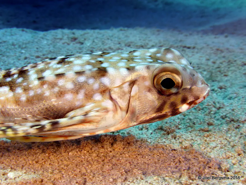 Flying Gurnard, Cayman Islands, 2016