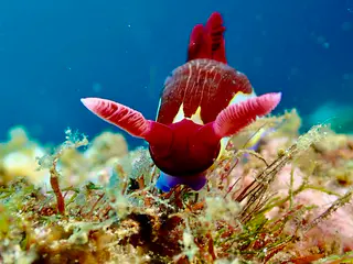 Underwater photograph by Joel Bergsma