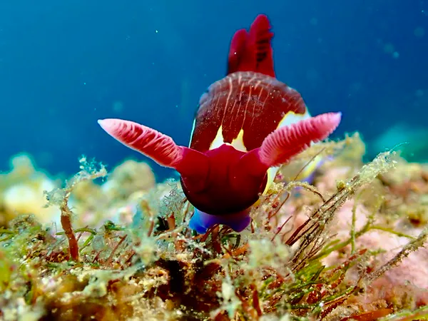 Underwater photograph by Joel Bergsma