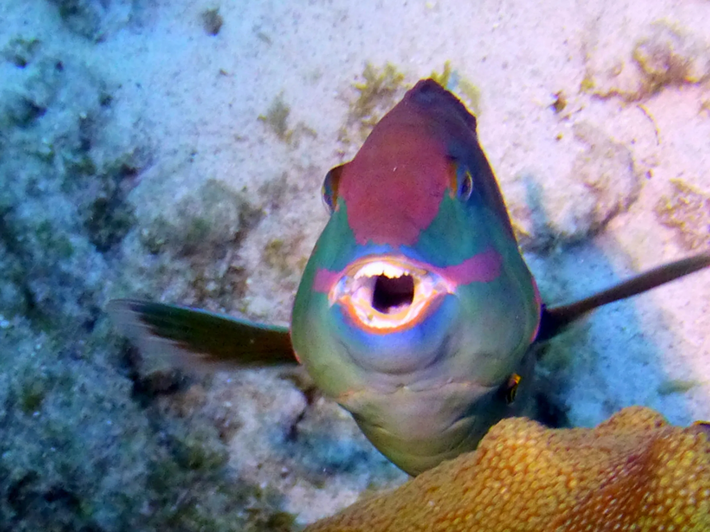 Parrotfish, Bonaire, 2013