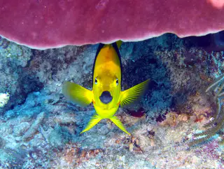 Underwater photograph by Joel Bergsma