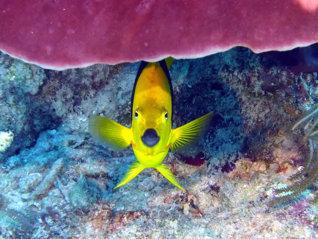 Underwater photograph by Joel Bergsma